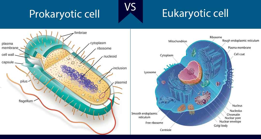 Differences Between Prokaryotic And Eukaryotic Cells