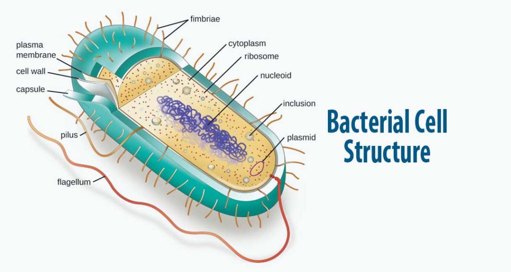 Introduction to Pharmaceutical Microbiology